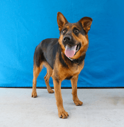 Lola image 1