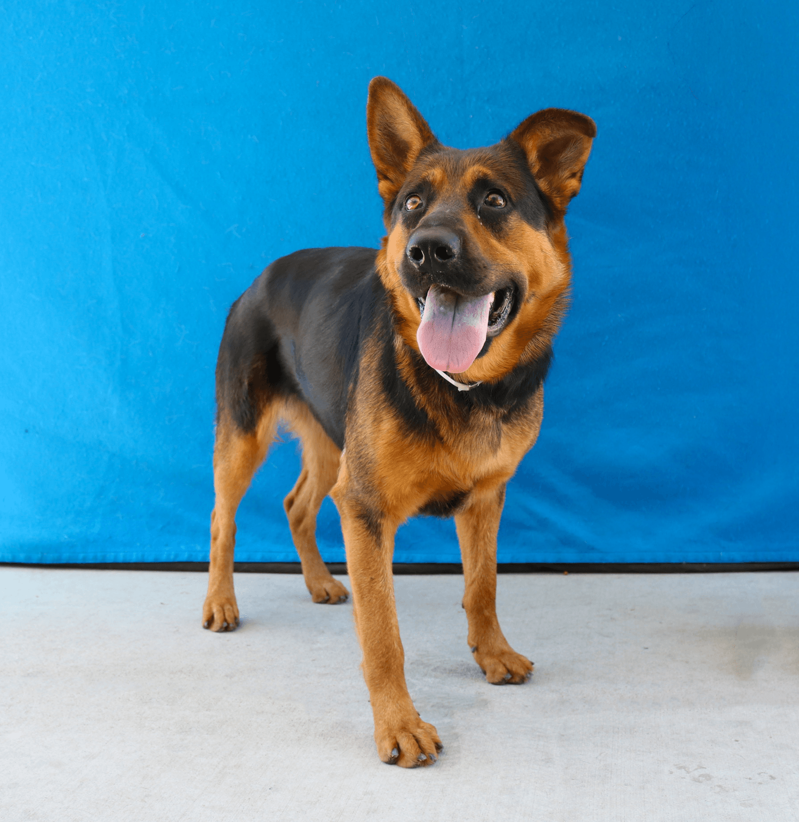 Lola - German Shepherd Dog