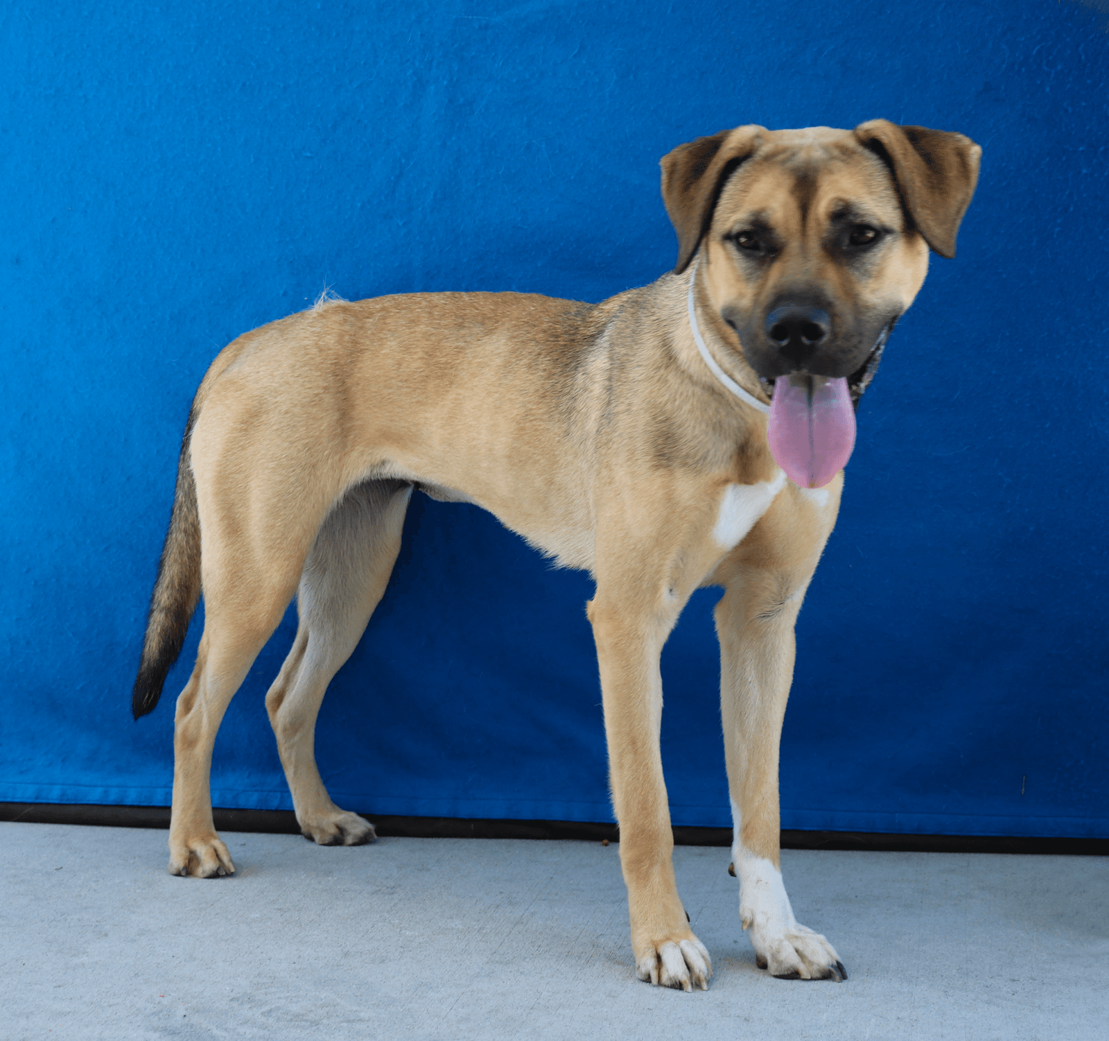 Coco - Shepherd