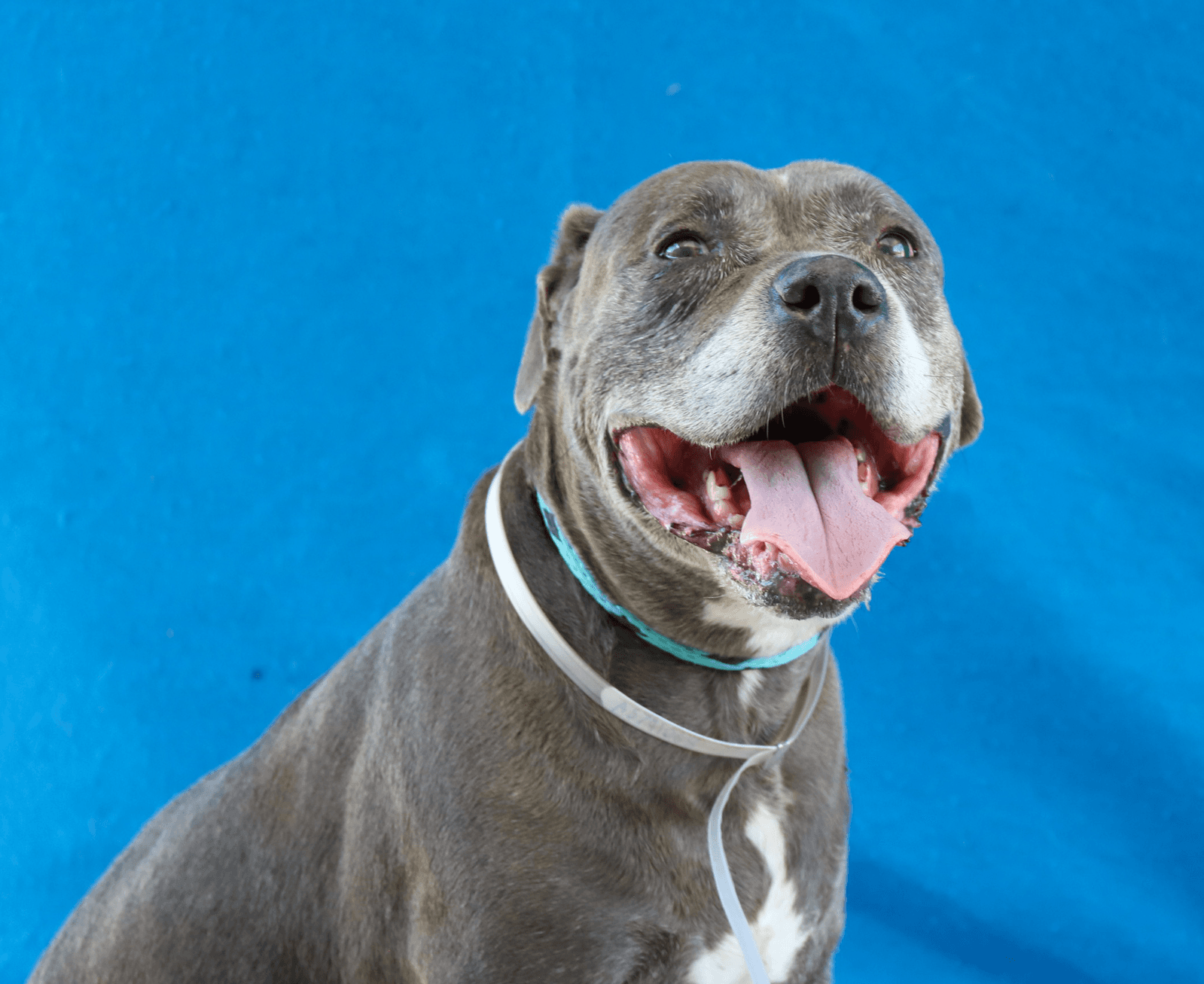 Millie - Pit Bull Terrier