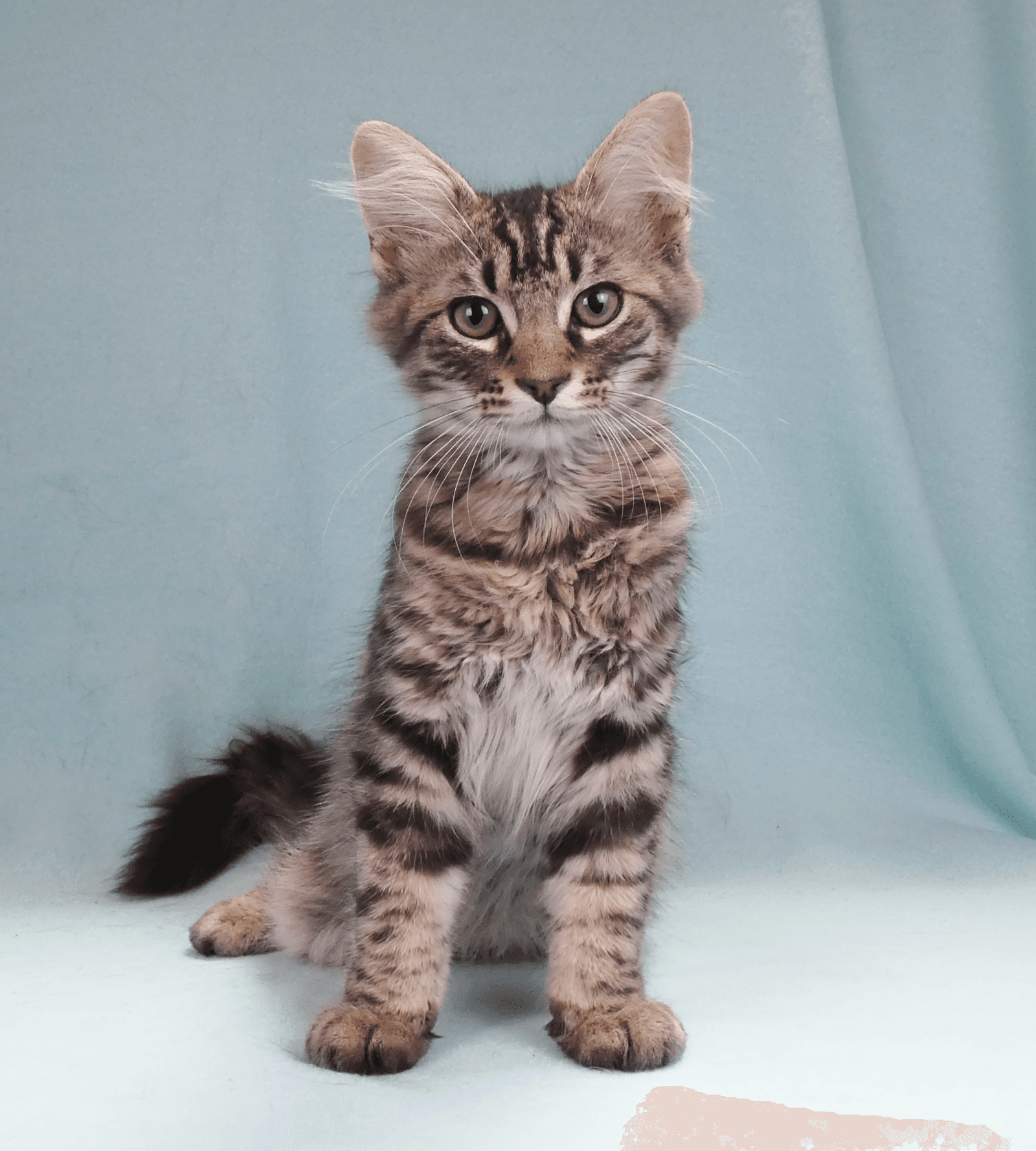 Musketeer - Domestic Medium Hair
