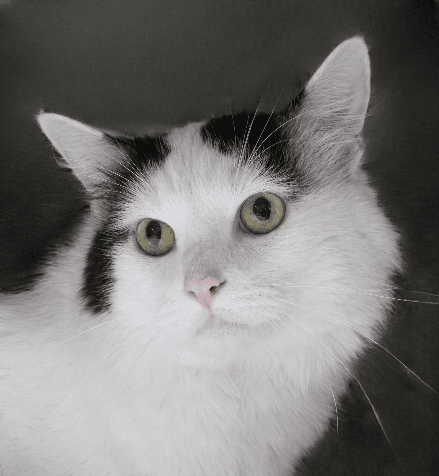 Moo - Domestic Long Hair