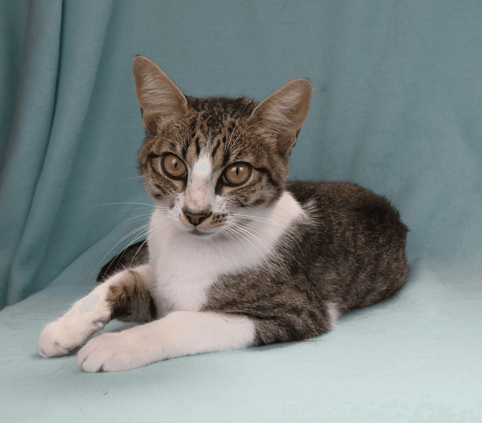 Mary - Domestic Short Hair