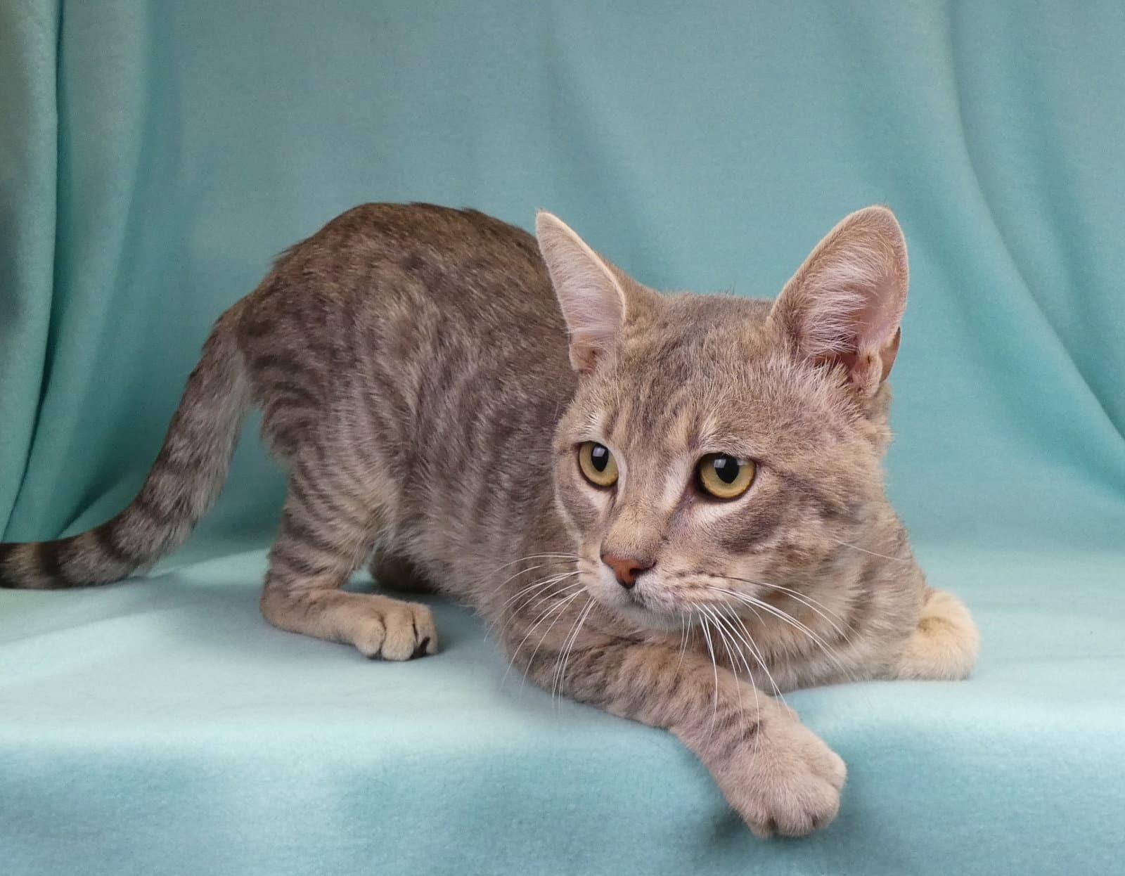 Freddie - Domestic Short Hair