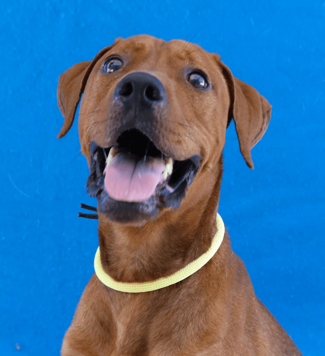Mack - Retriever