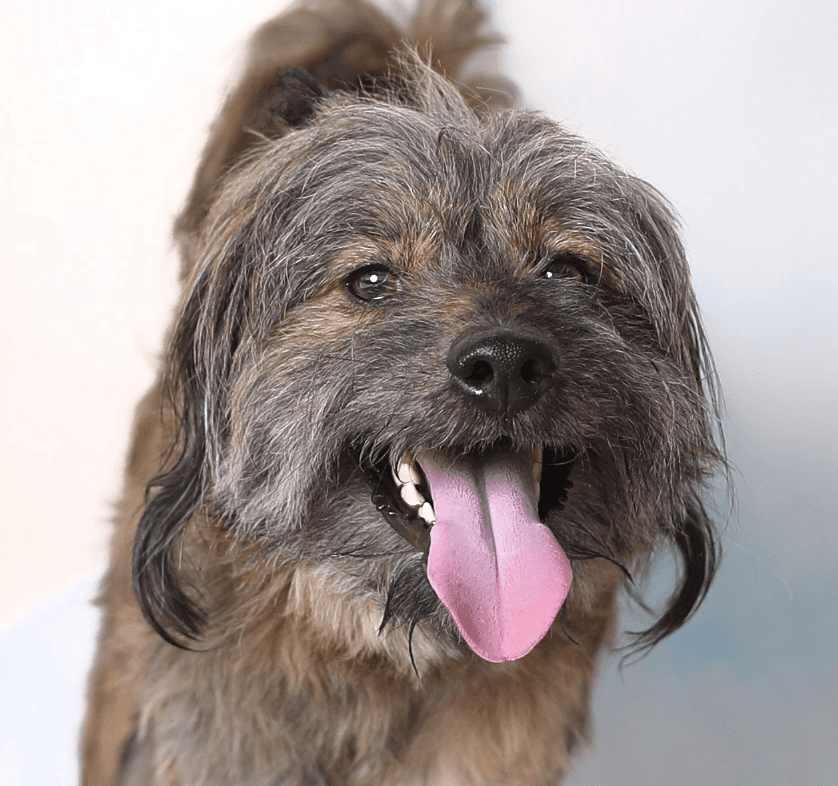 Dexter - Terrier