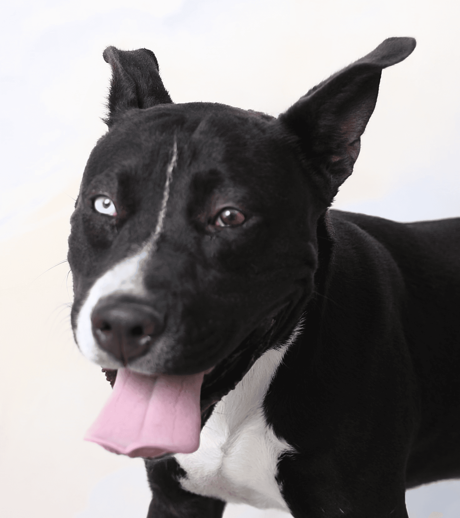 Cheech - Pit Bull Terrier