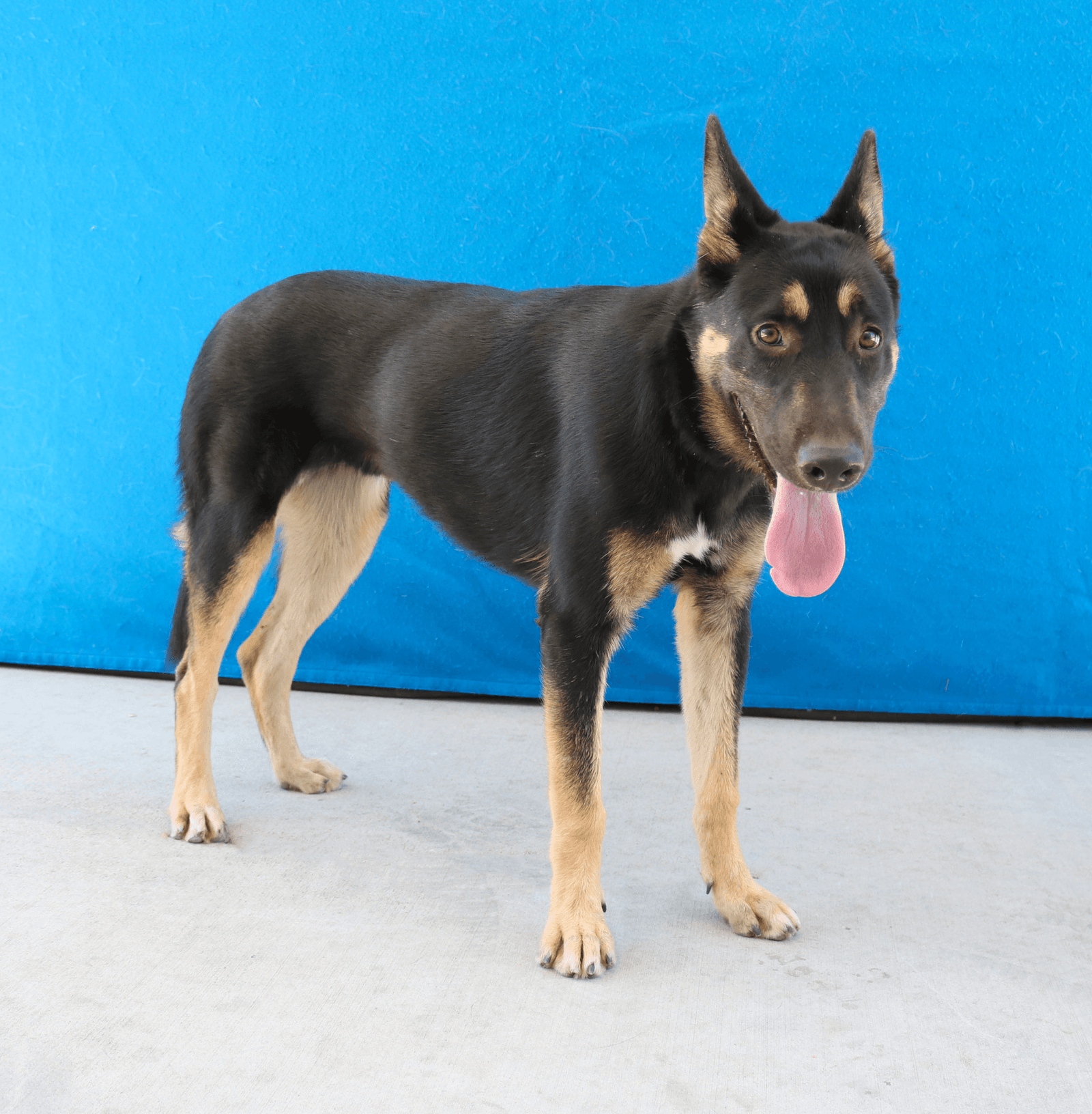 Dakota - German Shepherd Dog
