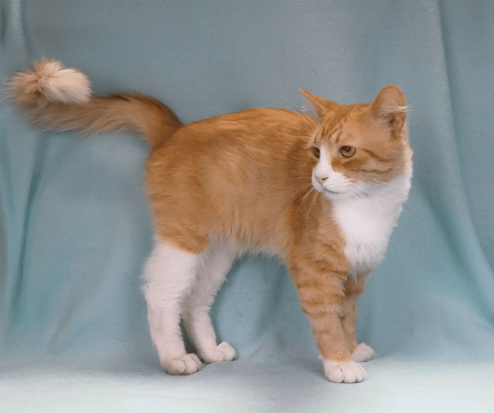 Umber - Tabby
