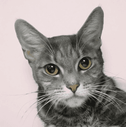 Tina image 1