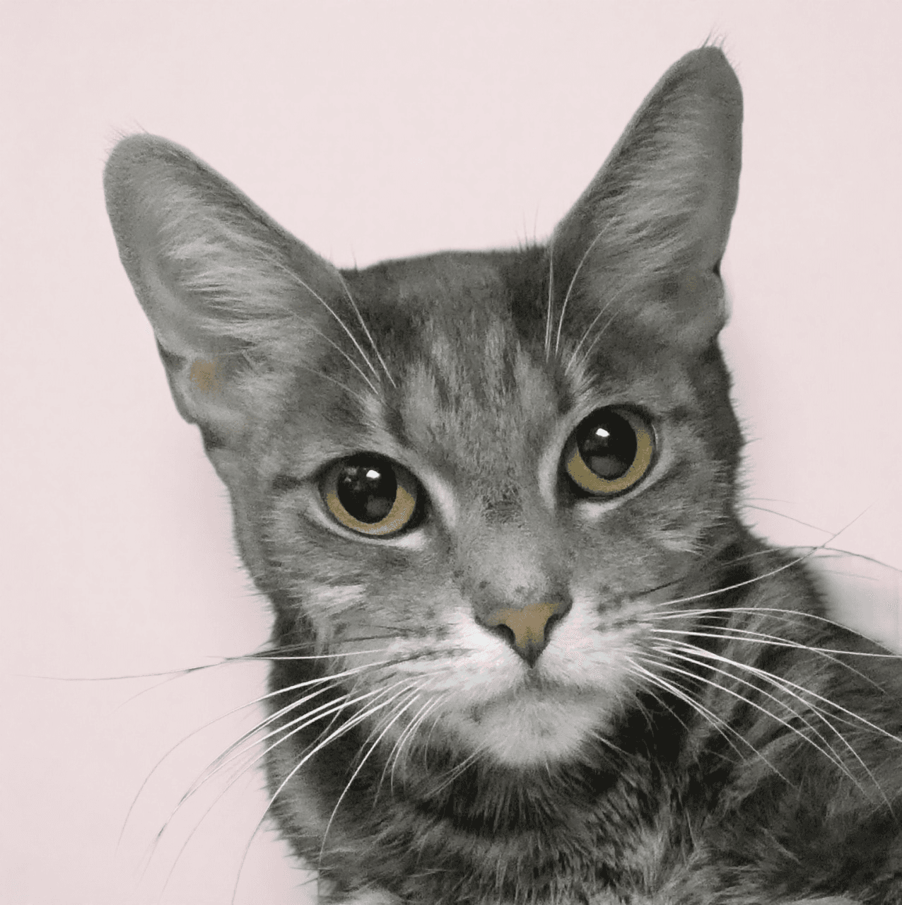Tina - Tabby
