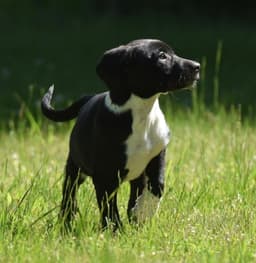 Oakley image 1