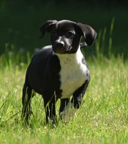 Oakley image 2