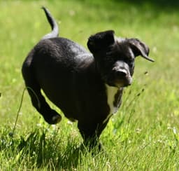 Otter image 4