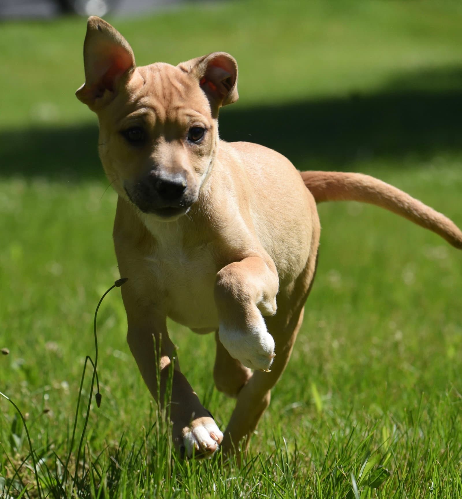 Ruby - German Shepherd Dog