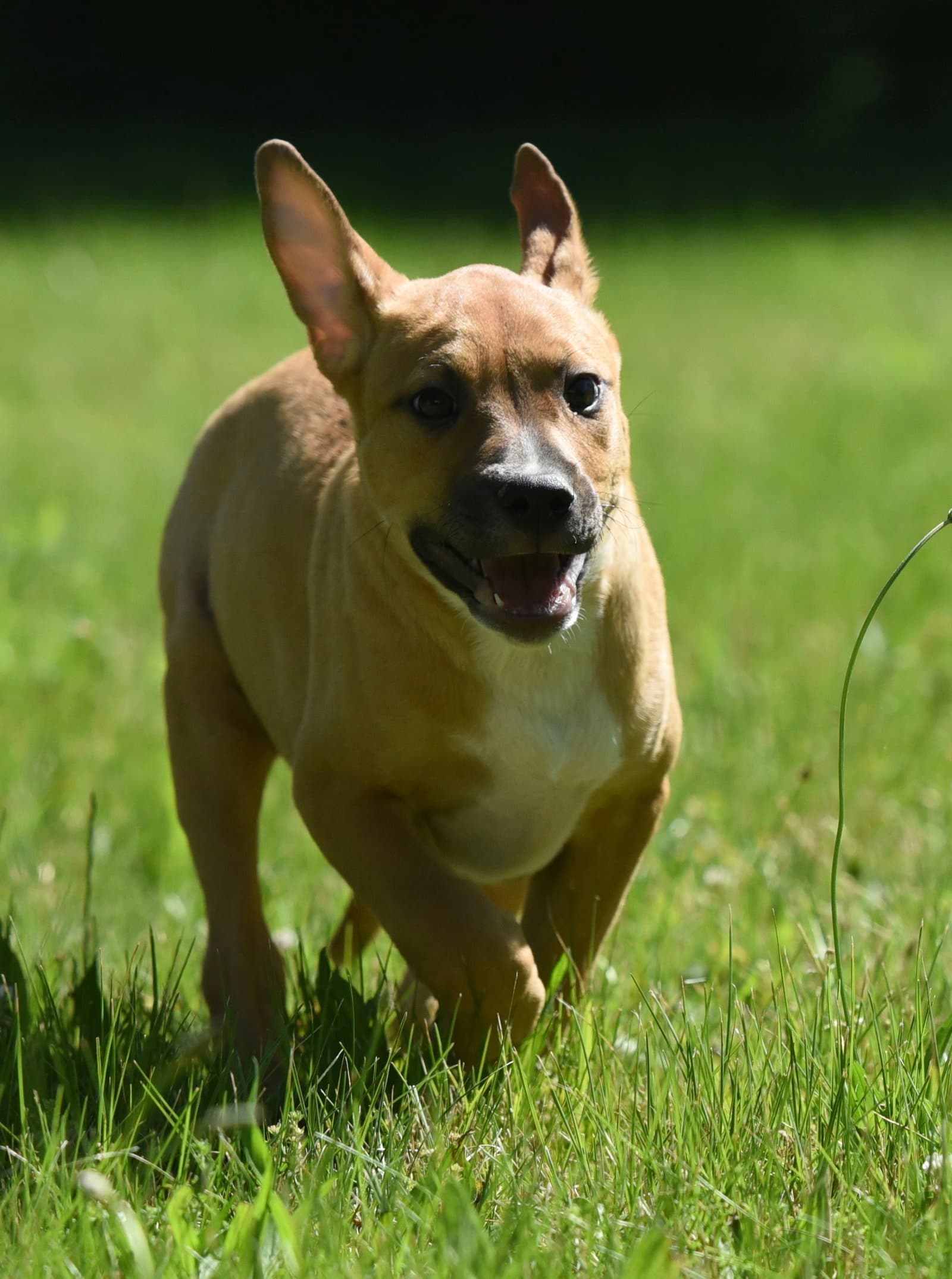 Remy - German Shepherd Dog