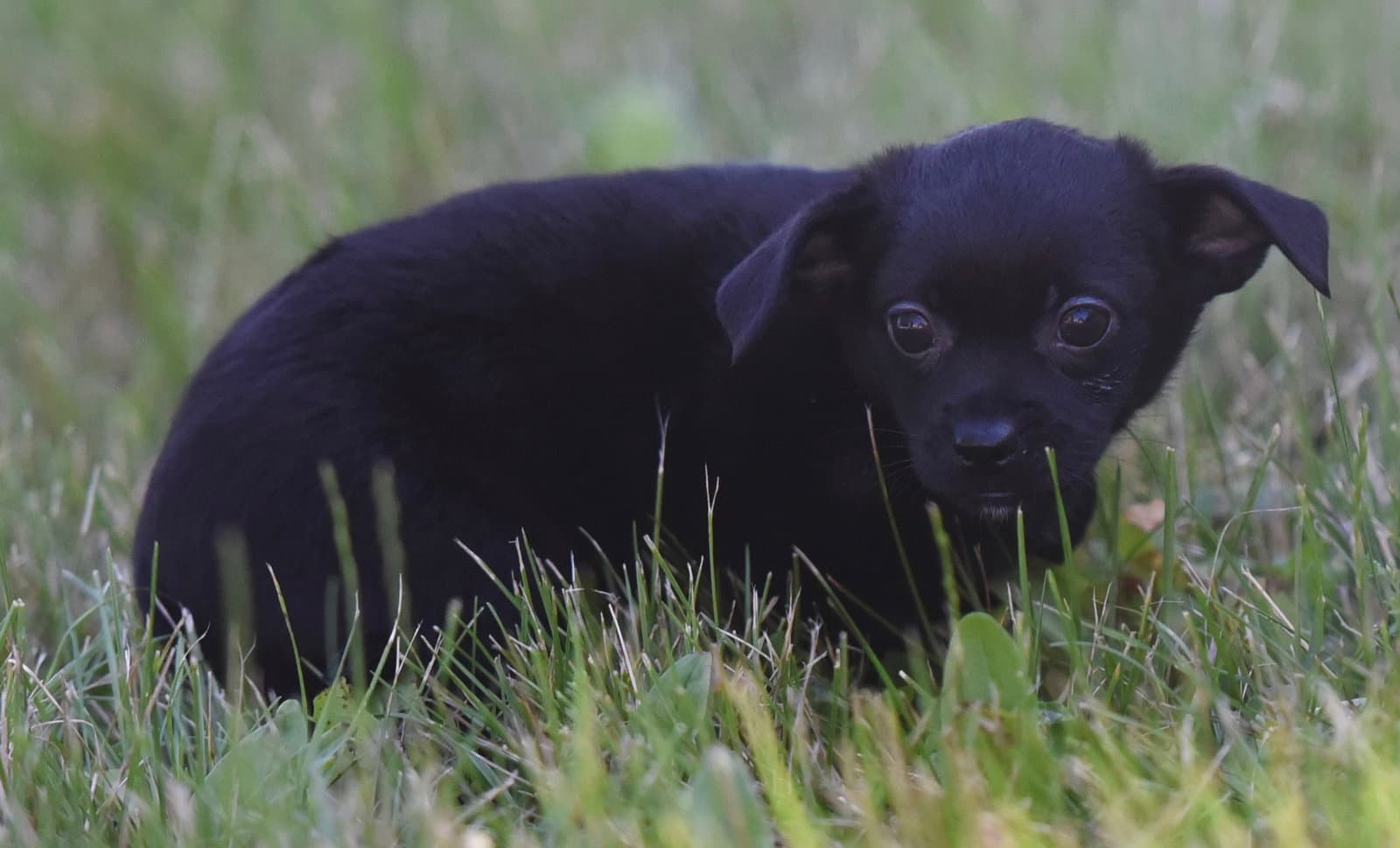 Tatiana - Chihuahua
