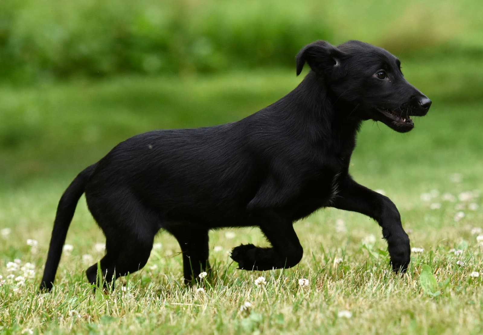 Amber - German Shepherd Dog