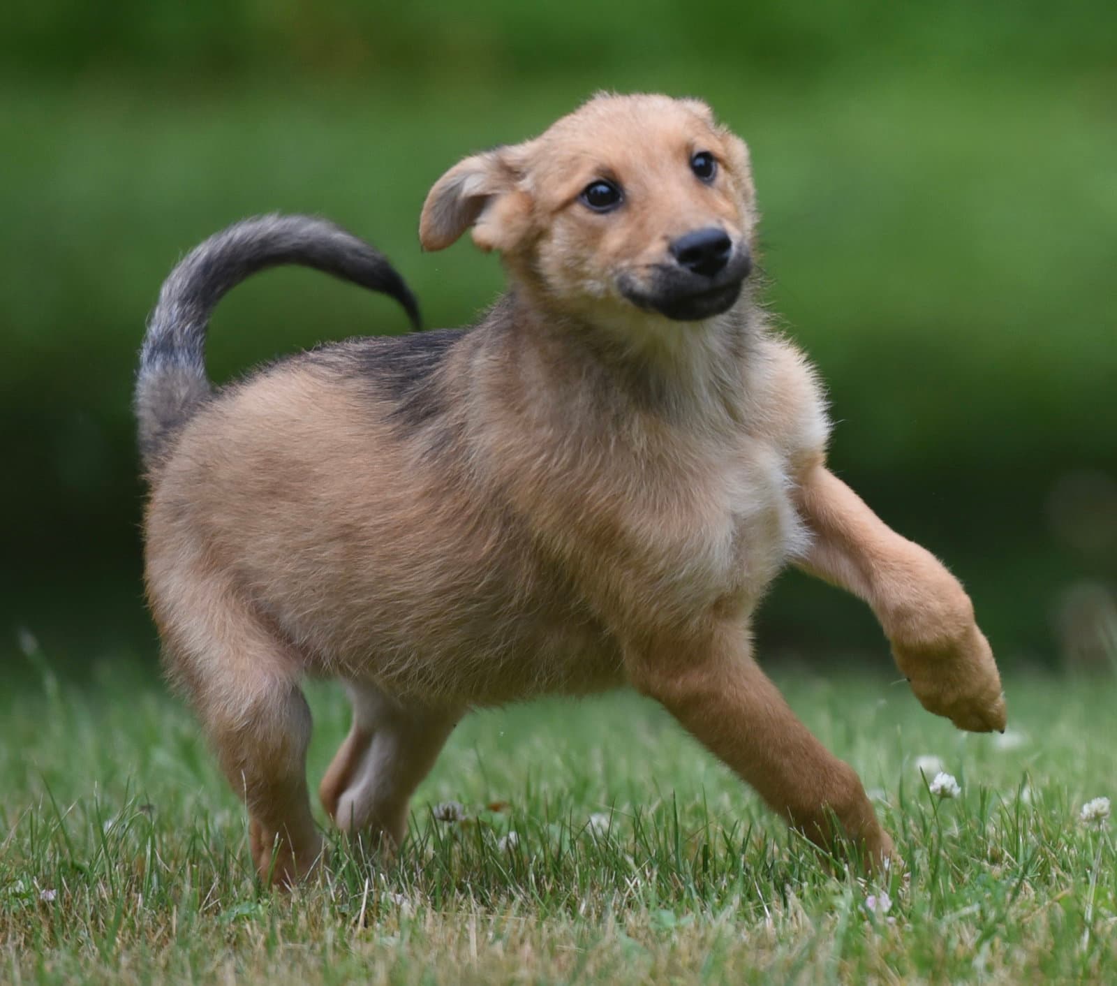 Arthur - German Shepherd Dog