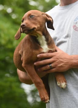 Molly image 1