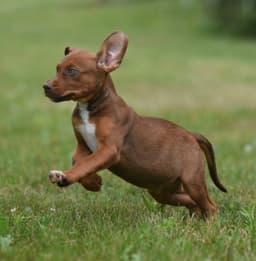 Molly image 3
