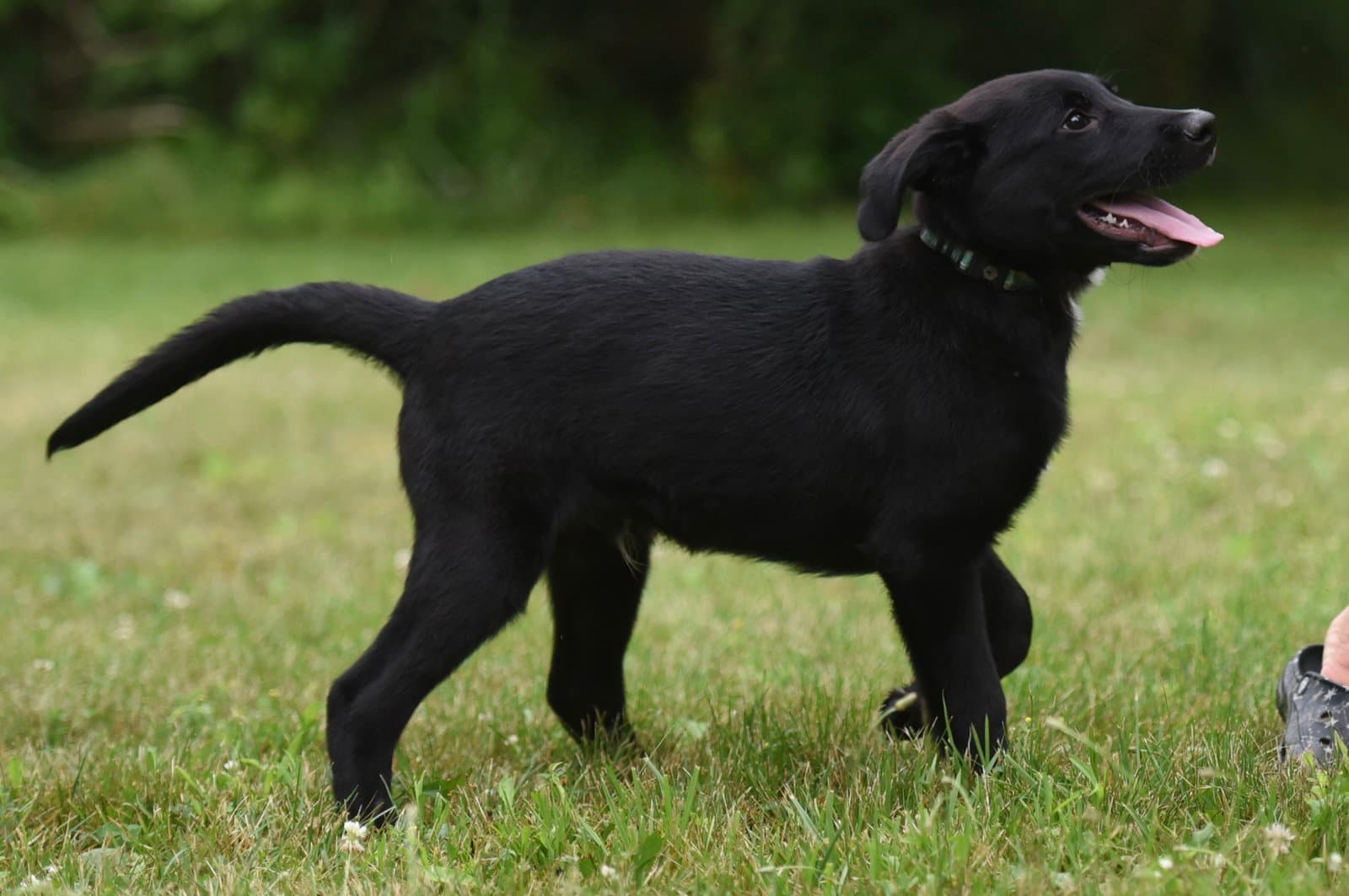 Beau - Labrador Retriever