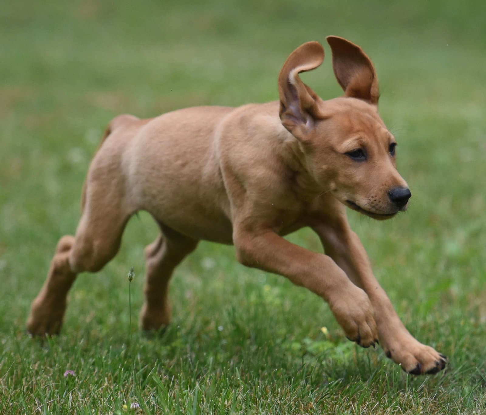 Natalia - Labrador Retriever