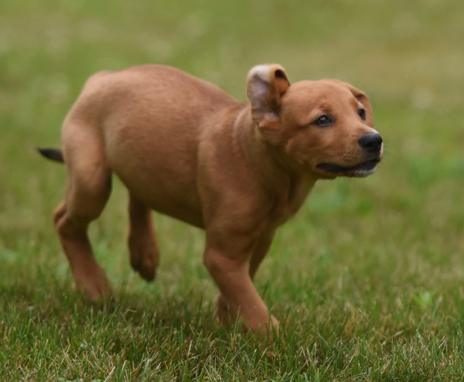 Nina - Labrador Retriever