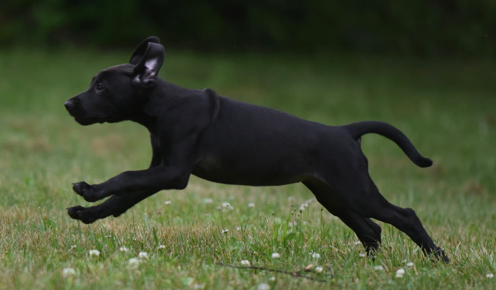 Neveah - Labrador Retriever