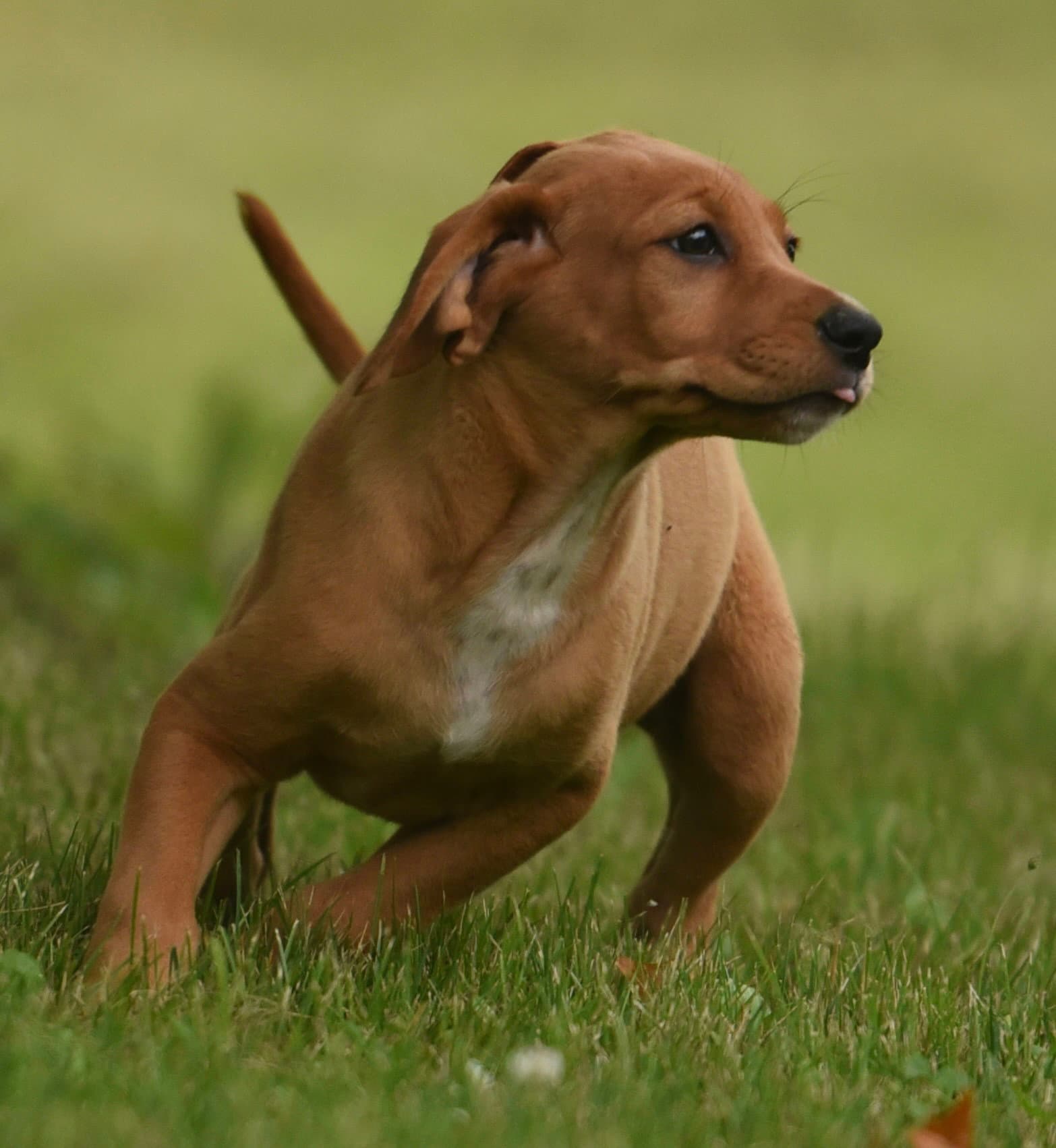 Nelly - Labrador Retriever