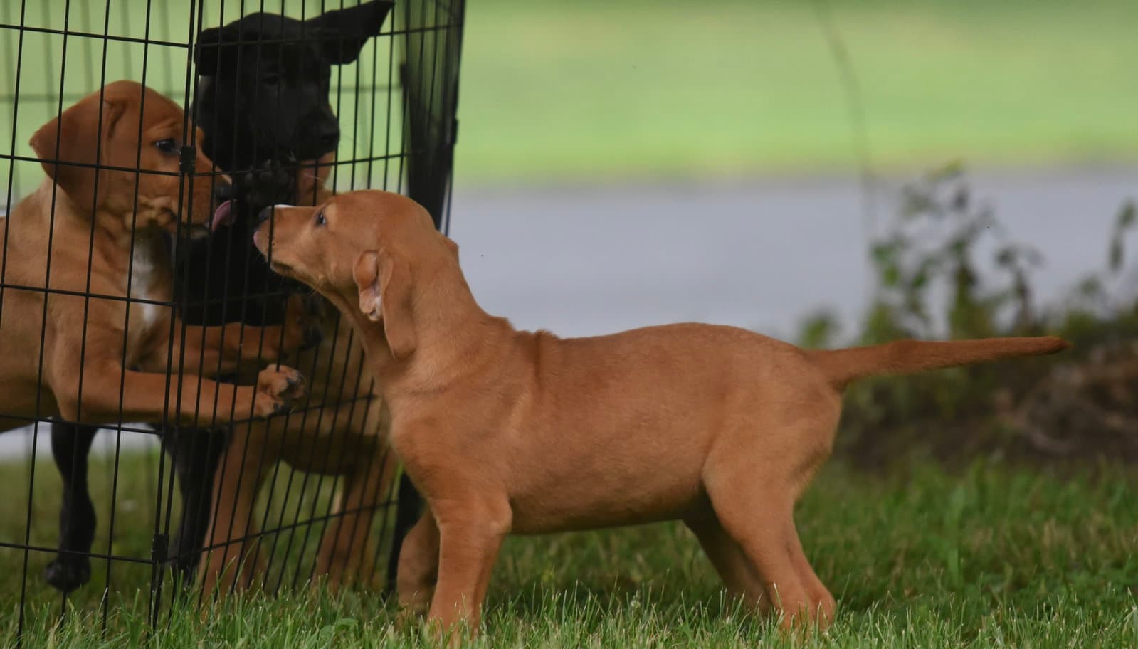 North - Labrador Retriever