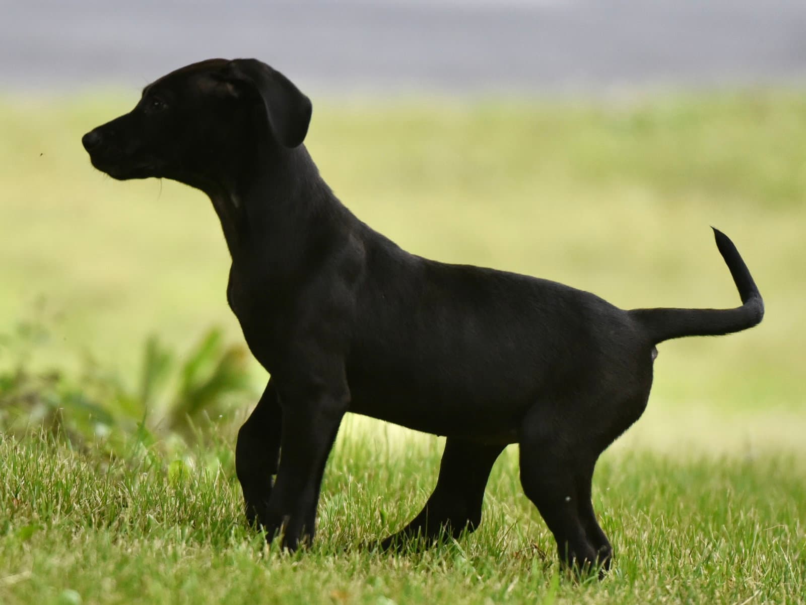 Nicolene - Labrador Retriever