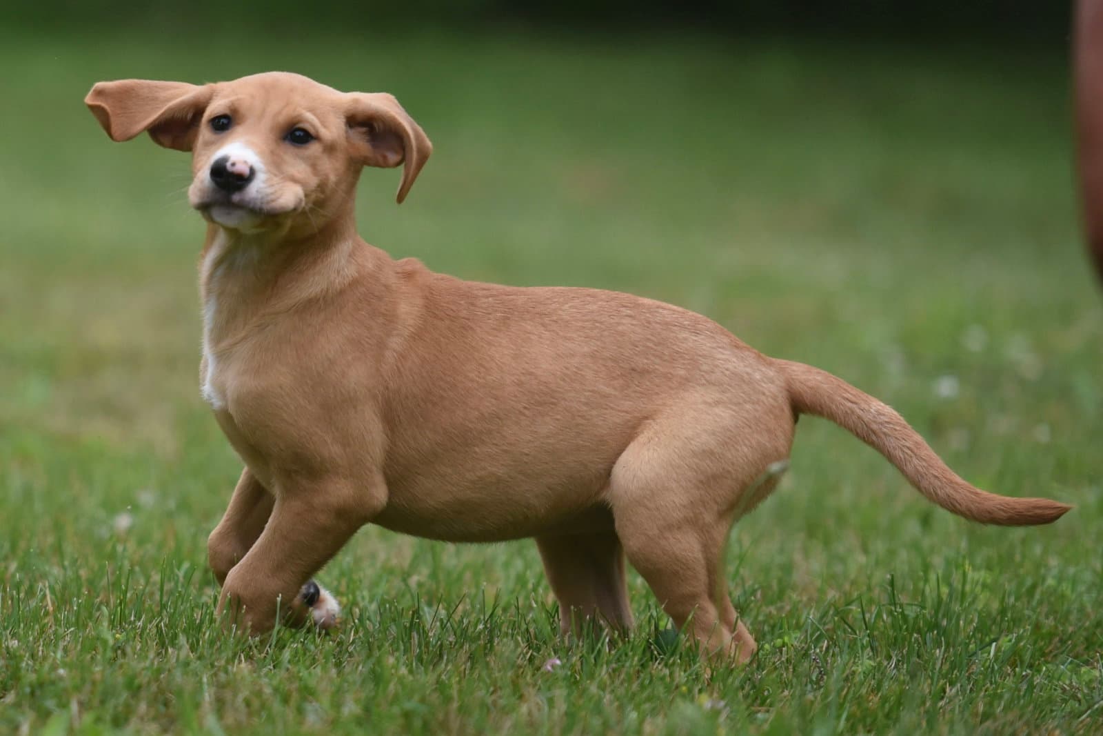 Nigella - Labrador Retriever