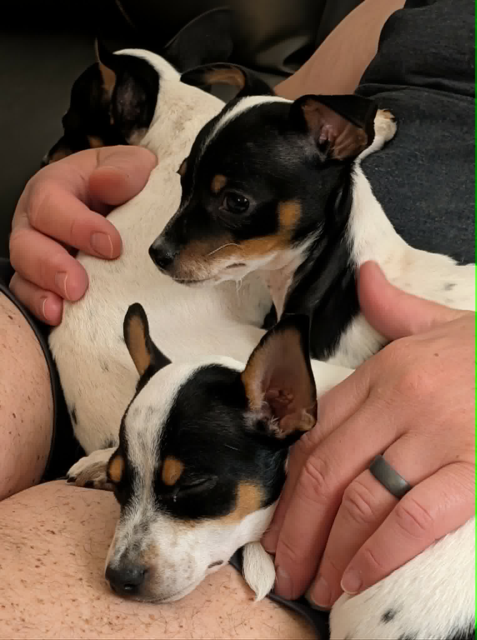 Julie - Chihuahua