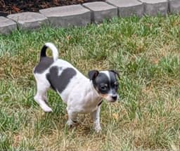 Jessie image 3