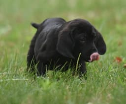 Wyatt image 1