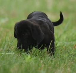 Wyatt image 3