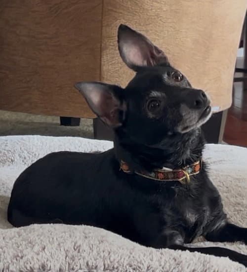Mouse - Chihuahua