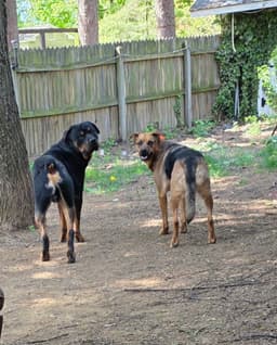 Shepherd And Rotti Who Need A Home image 1