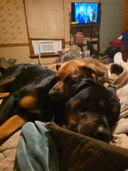 Shepherd And Rotti Who Need A Home image 2