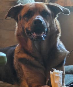 Shepherd And Rotti Who Need A Home image 3