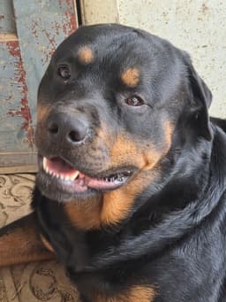 Shepherd And Rotti Who Need A Home image 4
