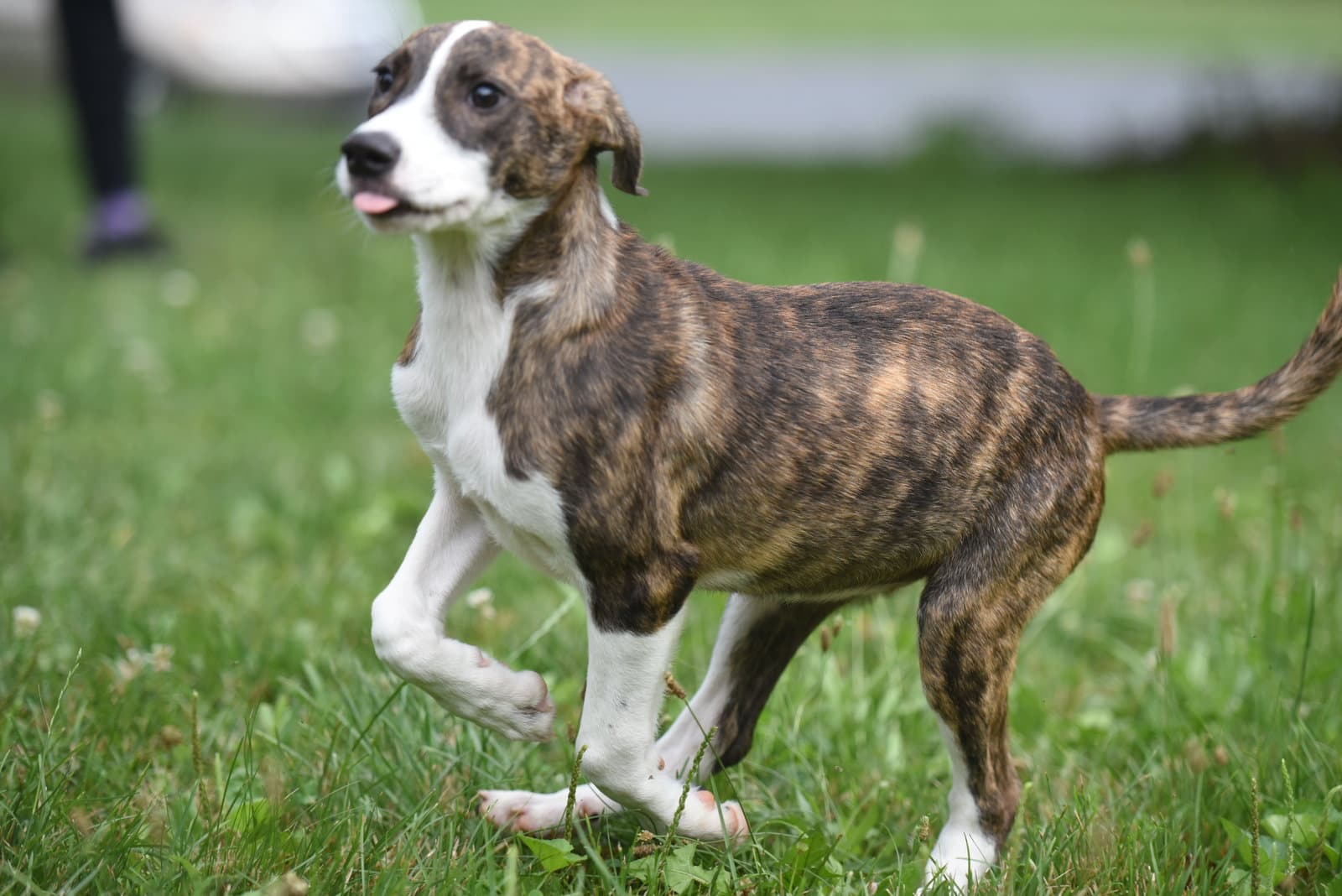 Penelope - Plott Hound