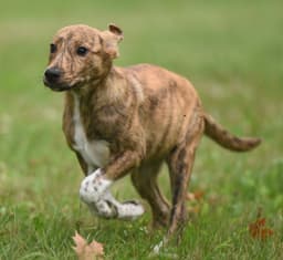 Phoebe image 2