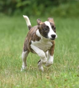 Polly image 3