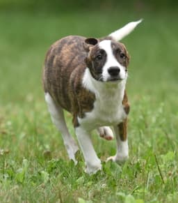 Polly image 4