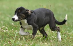 Presley image 1