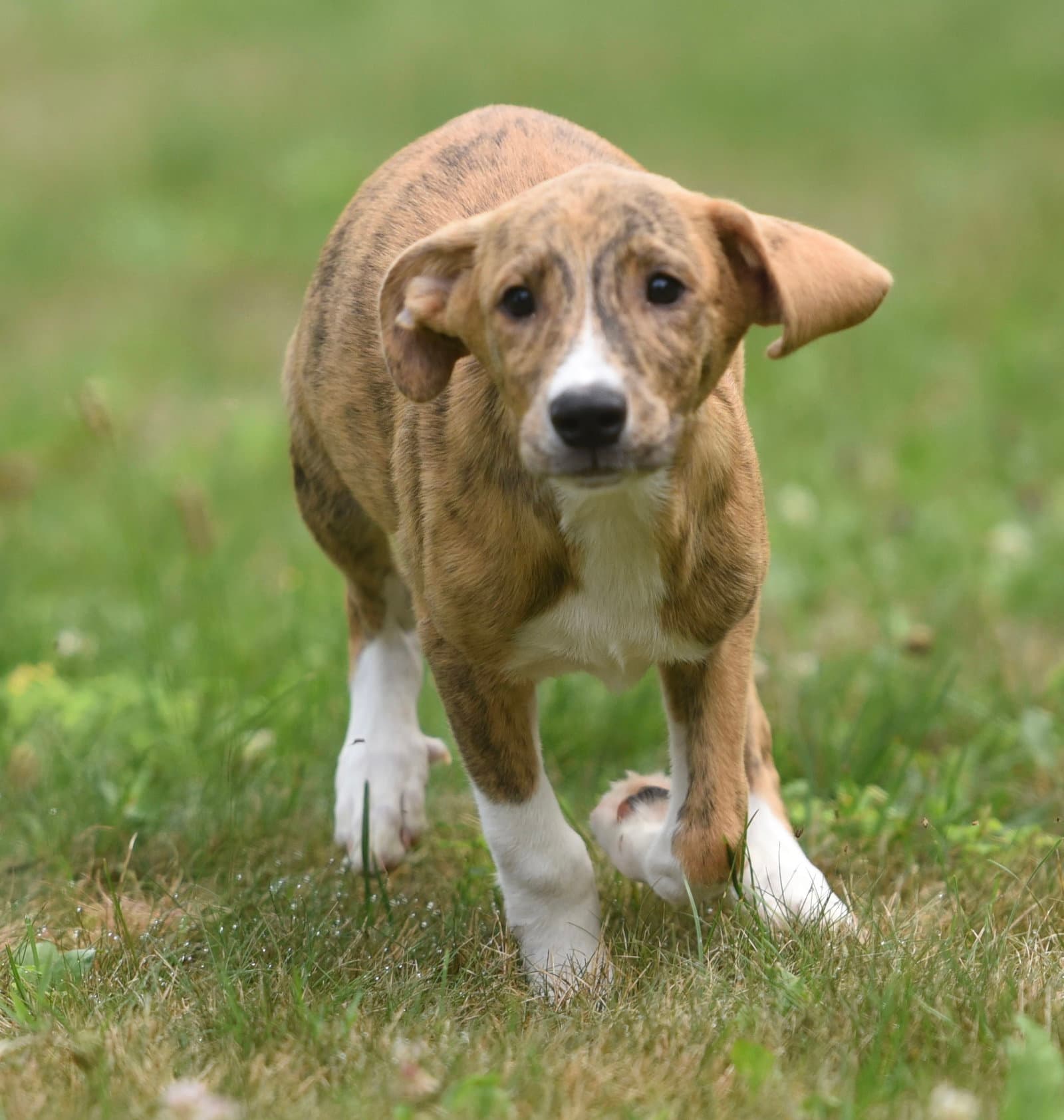 Persy - Plott Hound