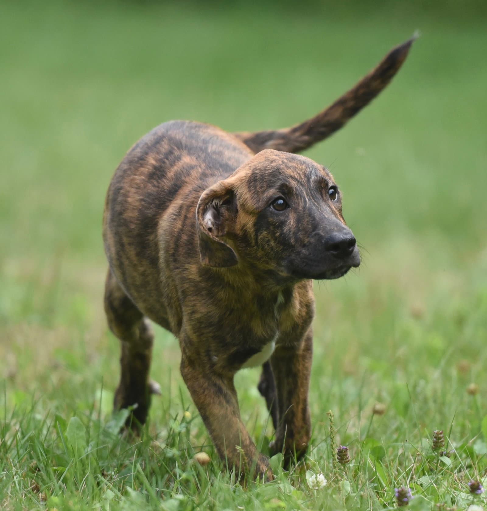 Polar - Plott Hound