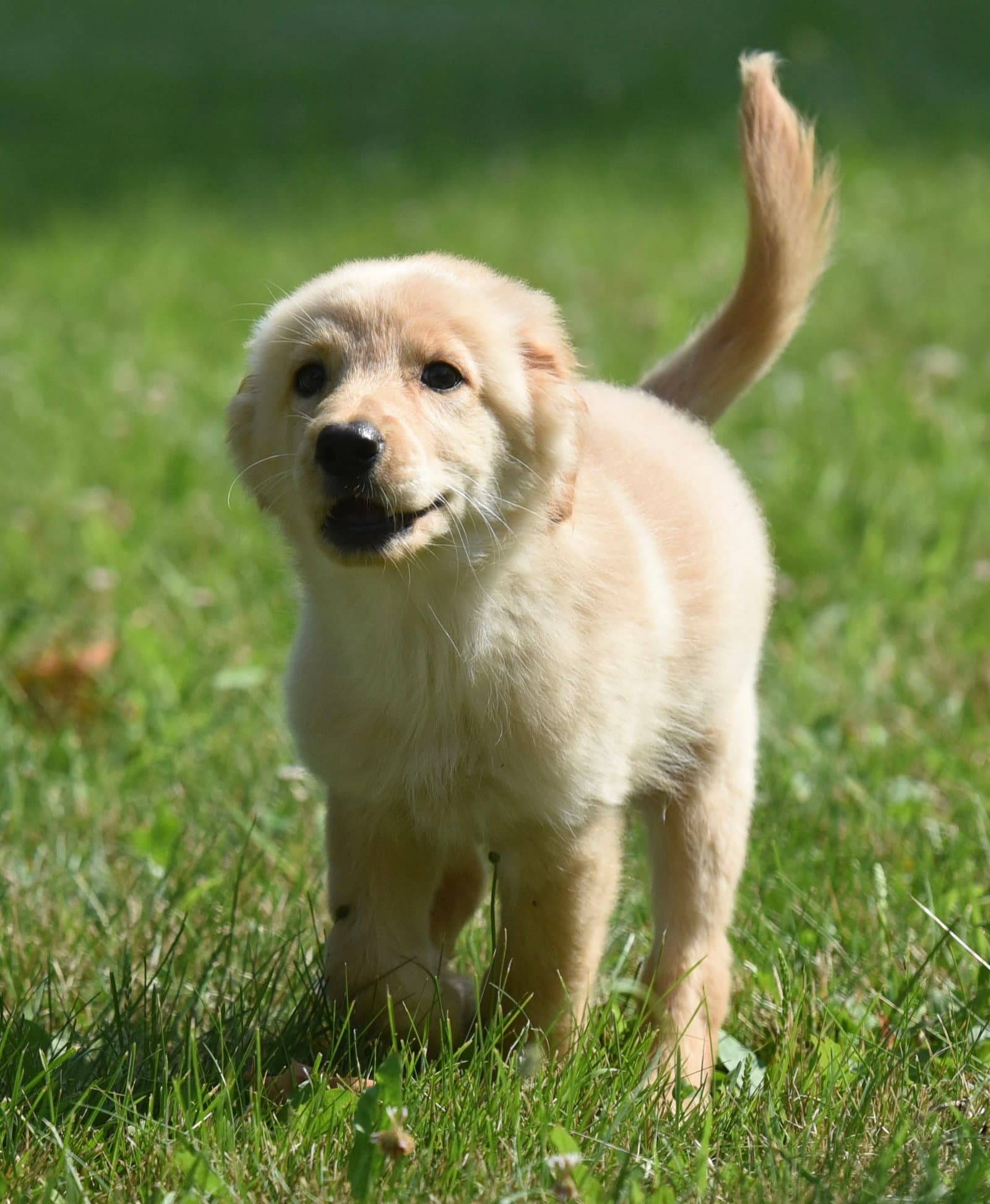 Truly - Golden Retriever